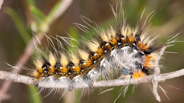 Comment faire face aux chenilles processionnaires ?